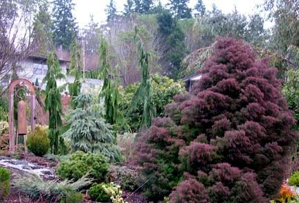 Cryptomeria’s winter plum colors stand out against the Alaskan Weeping Cedars.