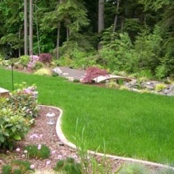 Border around the lawn blends new plantings in to forest, while the lawn is perfect for volley ball and croquet.
