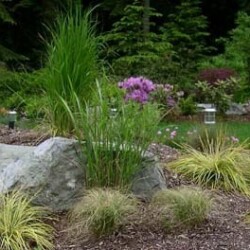 Ornamental grasses and decorative rocks evoke a rocky outcrop.