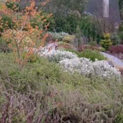 Witch hazel stands out against heaths and heathers in winter clothes. Witch hazel stands out against heaths and heathers in winter clothes.