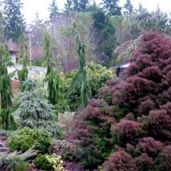 Cryptomeria’s winter plum colors stand out against the Alaskan Weeping Cedars. Cryptomeria’s winter plum colors stand out against the Alaskan Weeping Cedars.