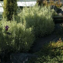 Path to deck bordered by Lavender ‘Goldberg ‘ and Golden Cypress. Path to deck bordered by Lavender ‘Goldberg ‘ and Golden Cypress.