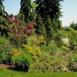 Perennials disguise the hillside bio-filtration area. Perennials disguise the hillside bio-filtration area.