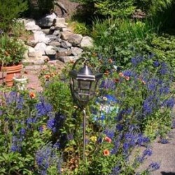 Blue flowering veronica and campanula in front of waterfall. Blue flowering veronica and campanula in front of waterfall.