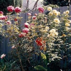 Flowers all summer long – roses, jasmine, peonies , oh my!