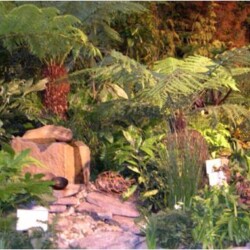 Dense tropical garden with various green plants, ferns, rocks, and small sign markers amid lush foliage.